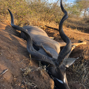 Kudu Hunt Zimbabwe