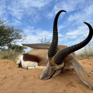 Springbok Hunt South Africa