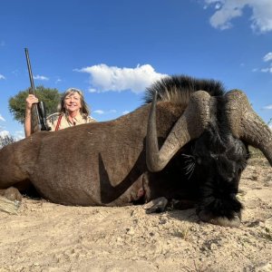 Black Wildebeest Hunt South Africa