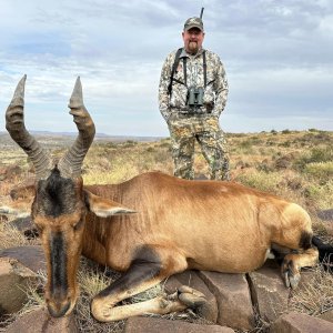 Red Hartebeest Hunt South Africa