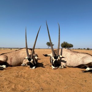 Gemsbok Hunting