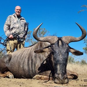 Blue Wildebeest Hunt South Africa