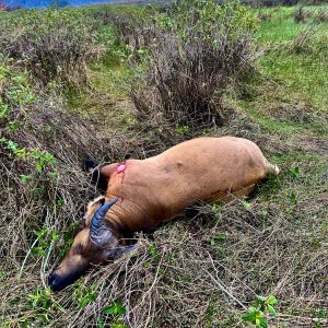 Forest Buffalo Hunt Congo