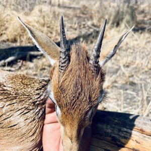 Dik Dik Hunt Tanzania