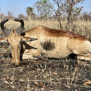 Hartebeest