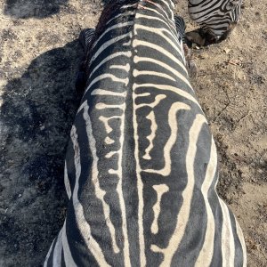 Zebra Hunt Tanzania