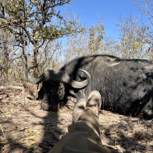 Buffalo Hunt Tanzania