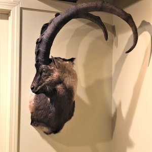 Bezoar Shoulder Mount Taxidermy