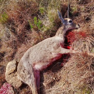 Vaal Rhebuck Hunt South Africa