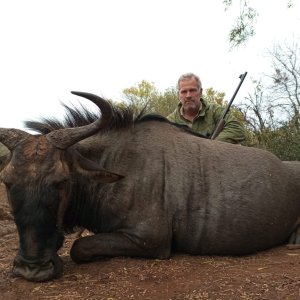 Blue Wildebeest Hunt South Africa