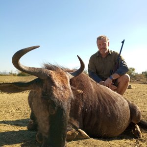 Blue Wildebeest Hunt South Africa