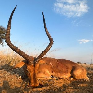 Impala Hunt