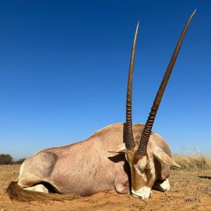 Golden Oryx Hunt