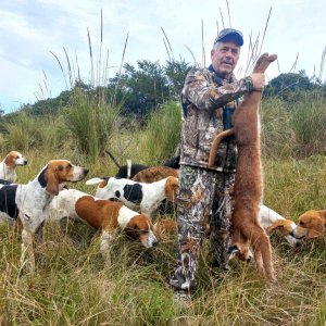 Hunting Caracal Over Hounds Eastern Cape South Africa