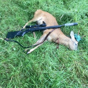 Roe Deer Hunt United Kingdom