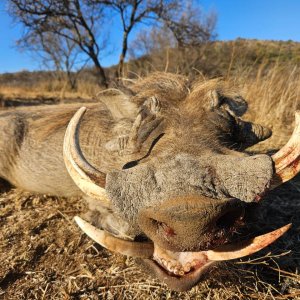 Hunting Warthog