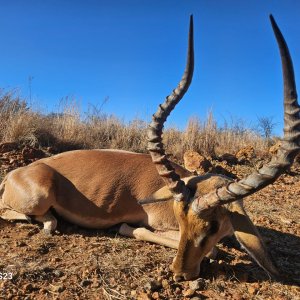 Impala Hunting