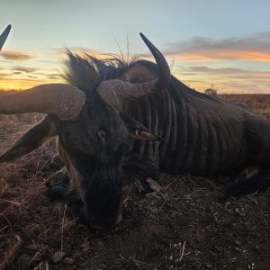 Blue Wildebeest Hunting