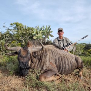 Blue Wildebeest Hunt Eastern Cape South Africa