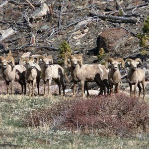 Bighorn Sheep