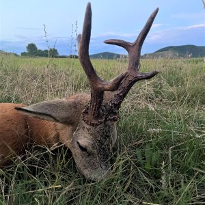 Roe Deer Hunting Romania