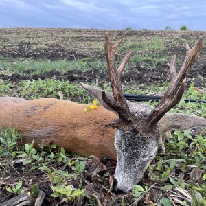 Roe Deer Hunting Romania