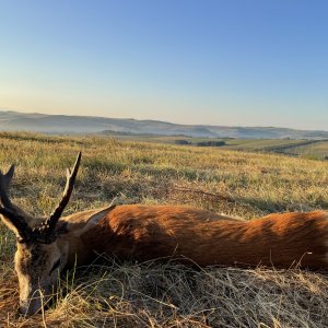 Roe Deer Hunting Romania