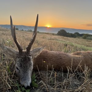 Roe Deer Hunting Romania