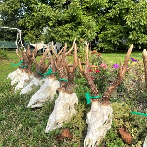 Roe Deer Skulls Romania