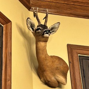 Roe Deer Wall Pedesal Mount Taxidermy