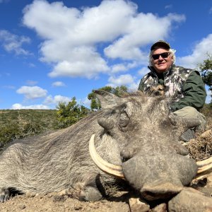 Warthog Hunting South Africa