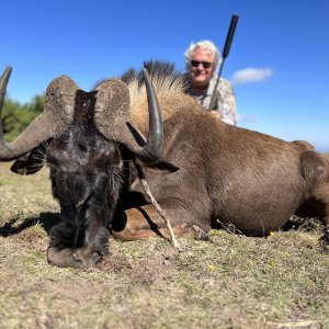 Black Wildebeest Hunting South Africa