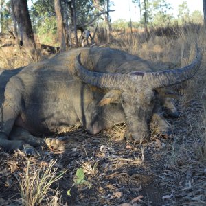 Water Buffalo Hunt Northern Australia