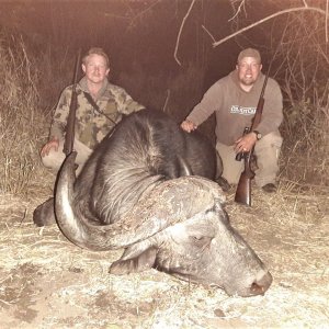 Buffalo Hunting South Africa