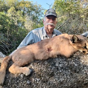 Caracal Hunt Eastern Cape South Africa