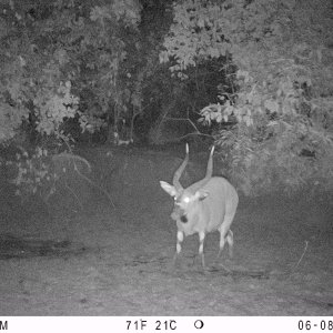 Bongo Trail Camera Central African Republic