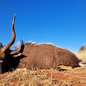 Nyala Hunt South Africa