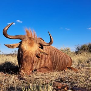 Golden Wildebeest Hunt South Africa