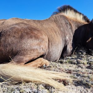 Black Wildebeest Hunt South Africa