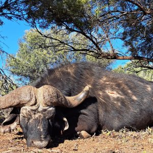 Buffalo Hunt South Africa