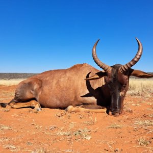 Tsessebe Hunt South Africa