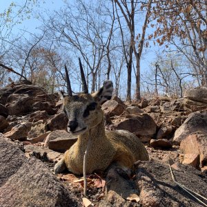 Klipspringer