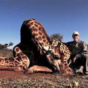 Giraffe Hunt Limpopo South Africa