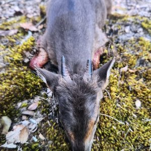 Blue Duiker Hunt Zambia