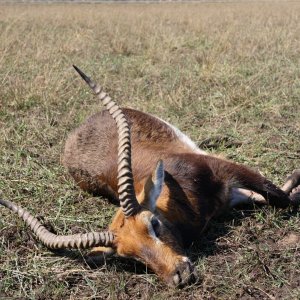 Black Lechwe Hunt Zambia