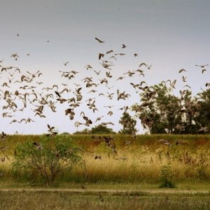 Wingshooting Argentina