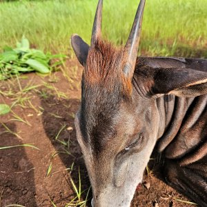 Yellow Backed Duiker Hunt Central African Republic