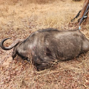 Buffalo Hunting Zimbabwe