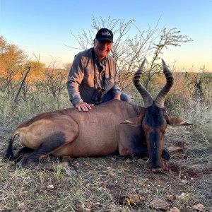 Red Hartebeest Hunt Namibia