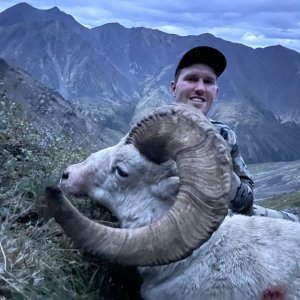 Dall Sheep Hunt Yukon Canada